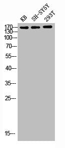 FLT1 Antibody