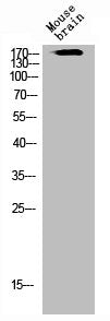 FLT1 Antibody