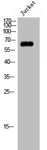 CSTF2T Antibody