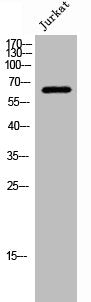 SLC9A8 Antibody