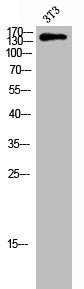 Phospho-TENC1 (Y483) Antibody