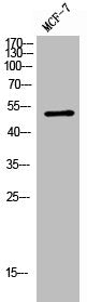 RRP8 Antibody
