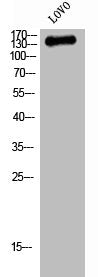 SIK3 Antibody