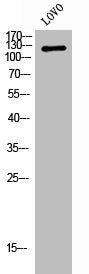 ADNP Antibody