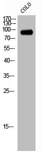 NCAPH Antibody