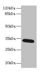 FAM92A Antibody