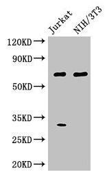 FANCC Antibody