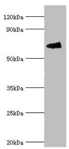 FANCG Antibody