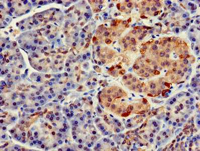 FARP2 Antibody