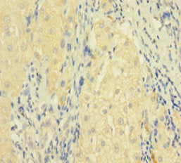 FASLG Antibody