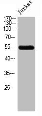 SHPK Antibody