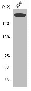 MTOR Antibody