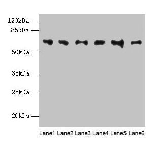FBXO24 Antibody
