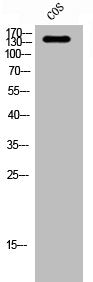ABL1 Antibody