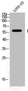 Phospho-FYN (Y530) Antibody