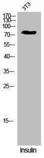 Phospho-GAB1 (Y659) Antibody