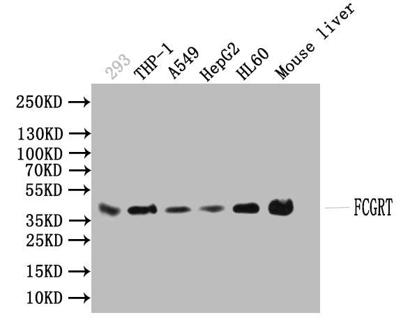 FCGRT Antibody