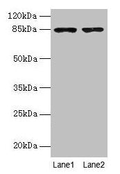 FCHSD2 Antibody