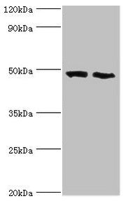 FDFT1 Antibody