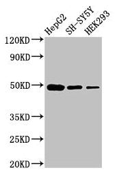 FDFT1 Antibody