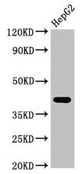 FDPS Antibody