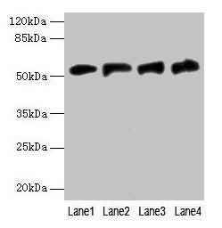 FDXR Antibody