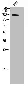 PRKD2 Antibody