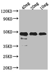 FEN1 Antibody