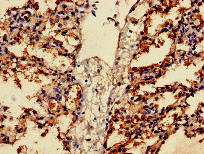 FFAR2 Antibody