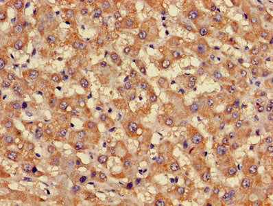 FFAR3 Antibody