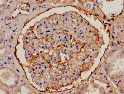 FGA Antibody