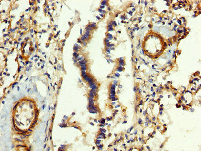 FGB Antibody
