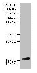 Fgf1 Antibody