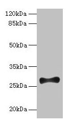 FGF13 Antibody