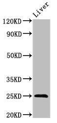 FGF17 Antibody