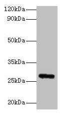 Fgf23 Antibody