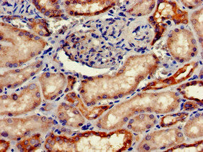 FGG Antibody