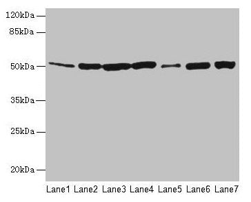 FH Antibody