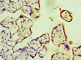 FKBP2 Antibody