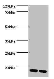 FKBP2 Antibody