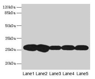 FKBP3 Antibody