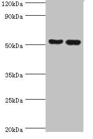 FKBP4 Antibody