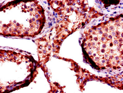 FKBP6 Antibody