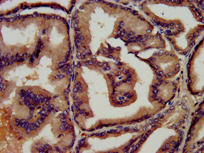 LTF Antibody