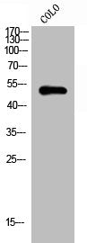 GATA4 Antibody