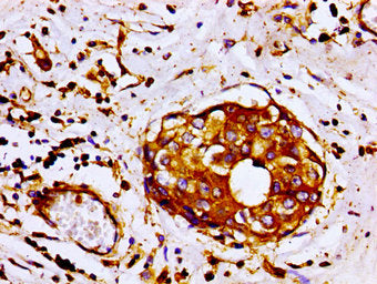 FLNA Antibody
