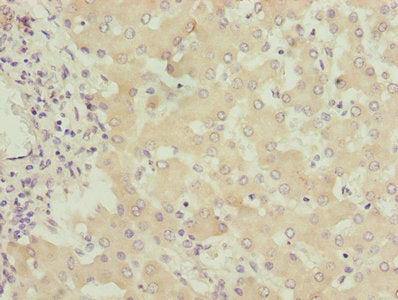 FMO4 Antibody