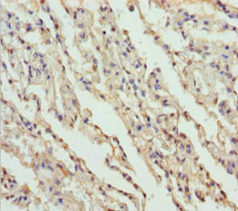 FMO5 Antibody