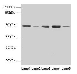 FNTB Antibody