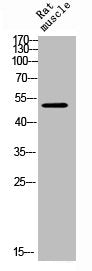GFAP Antibody